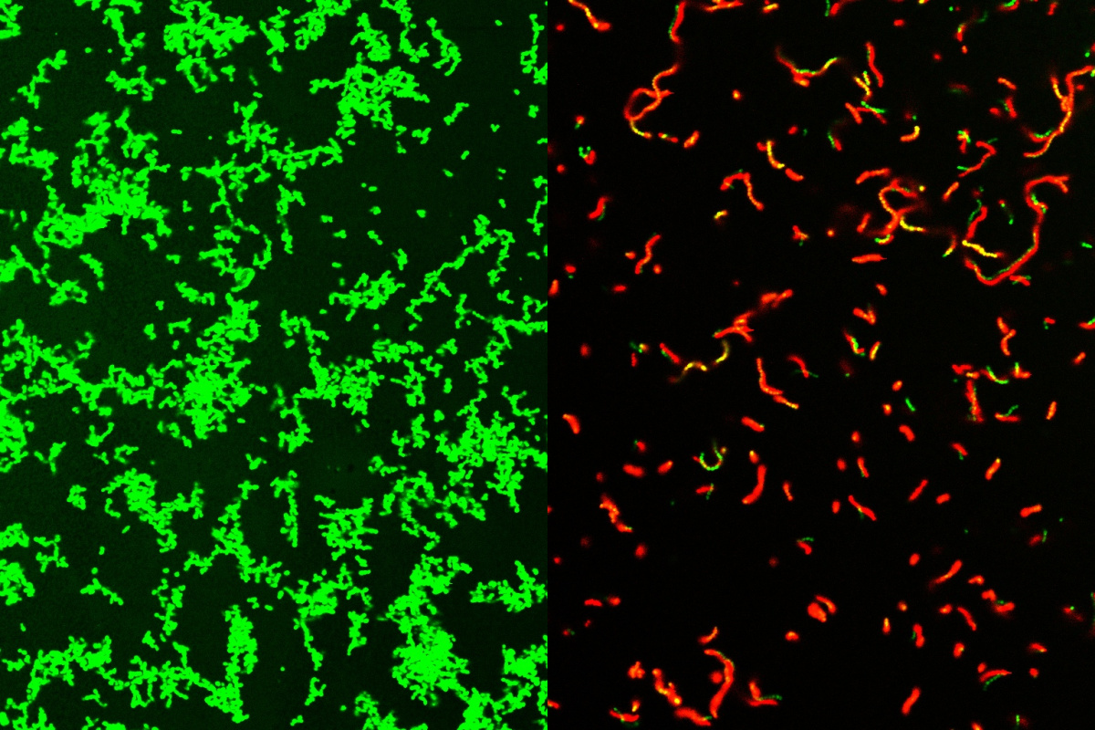 staph-header-1200x800-1.jpg