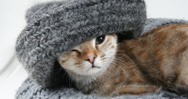 携带禽流感的家猫可能对公共卫生构成威胁
