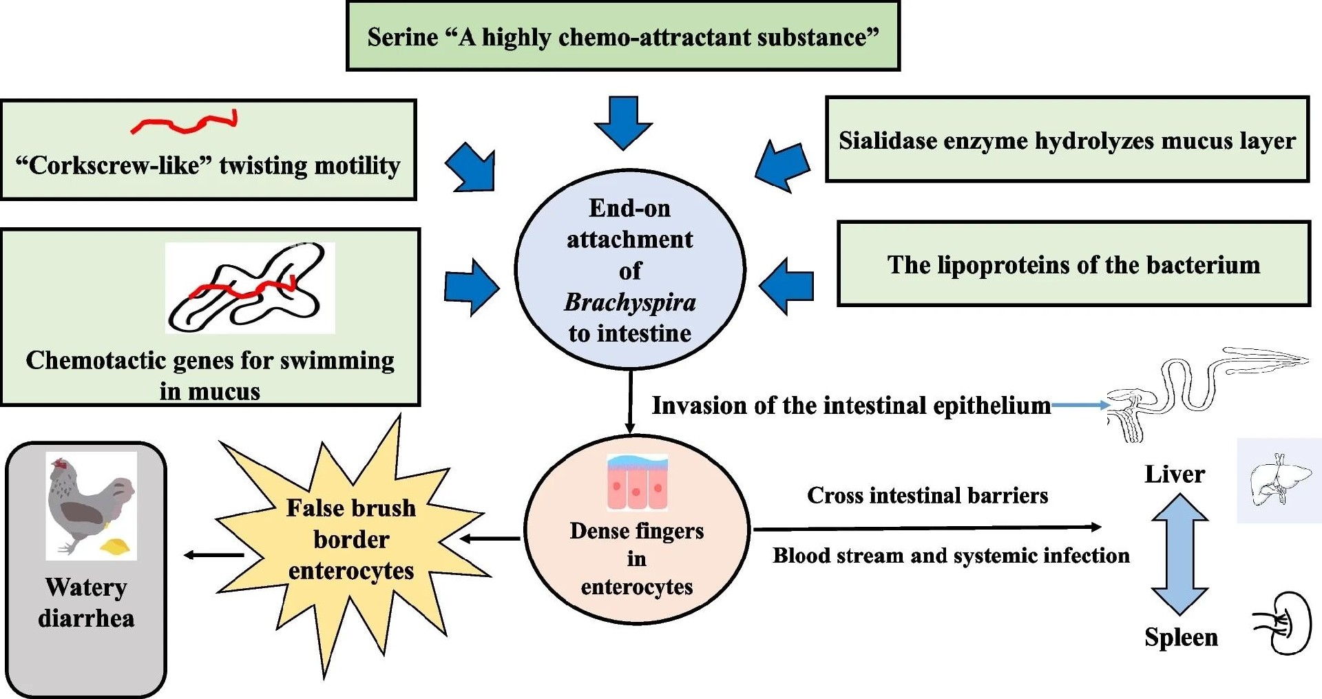 Brachyspira 种在体内肠道定殖的机制.jpg