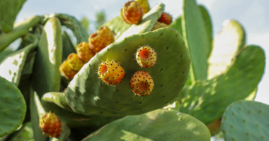 仙人掌能降血糖、调血脂？  科学证据来了！