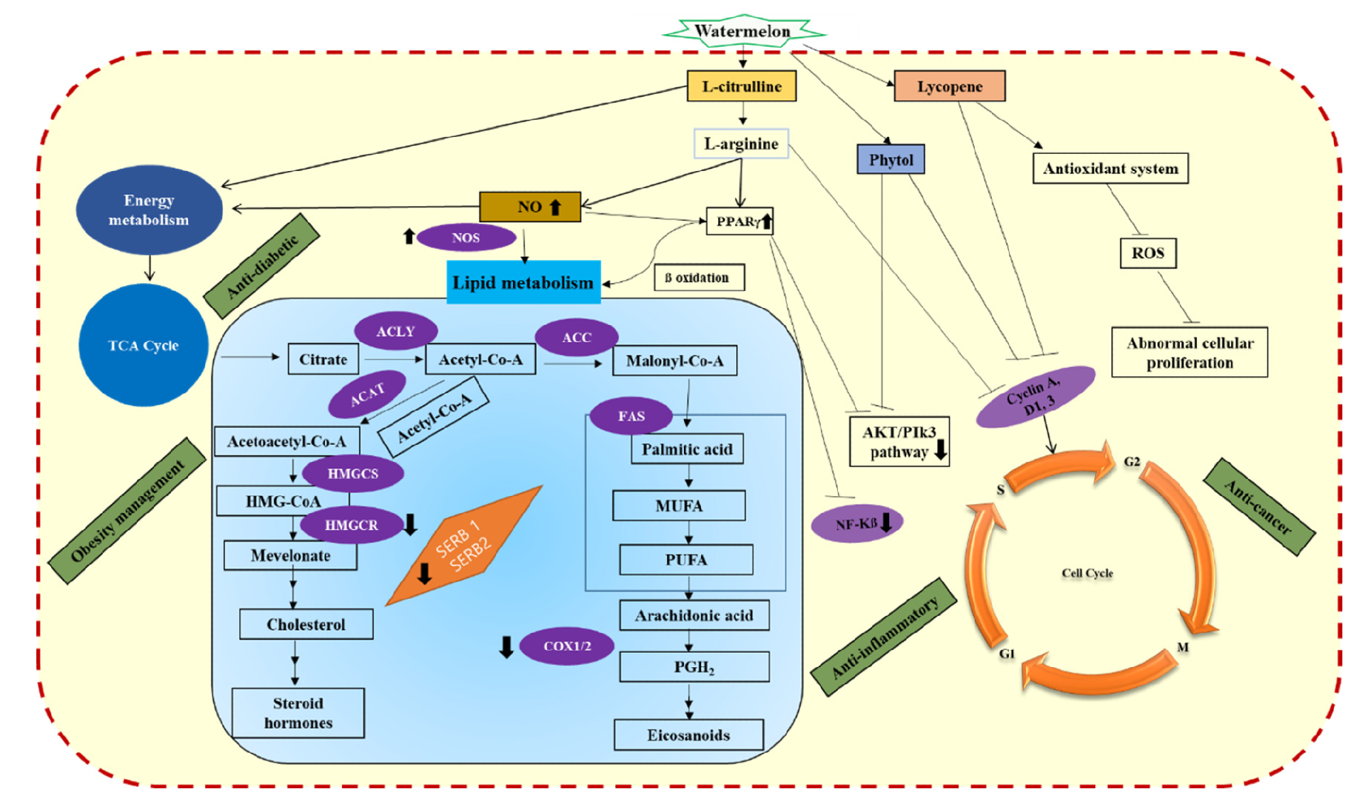 A schematic representation of various mechanisms induced_y.png