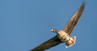 景观变迁改变候鸟迁徙模式，亚洲禽流感溢出风险激增1593%