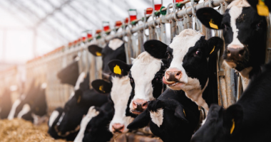 生乳奶酪藏隐患：研究证实禽流感病毒  可存活长达120天